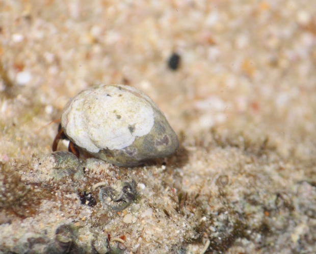 Sunset Beach - Hermit crab