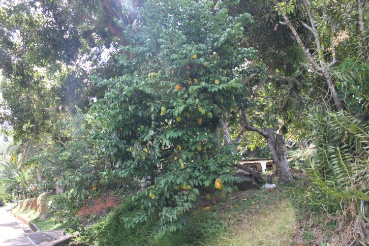 The way to Jardin du Roi - Carambola tree