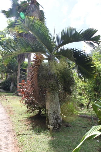 Jardin du Roi - Bottle Palm