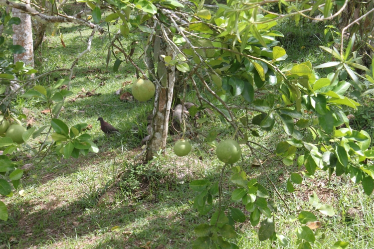 Jardin du Roi - Pomelo