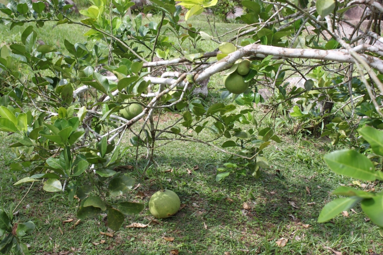 Jardin du Roi - Pomelo