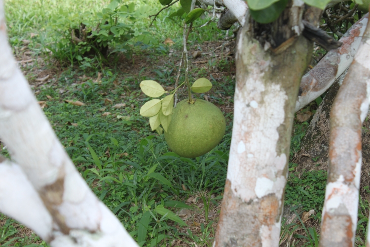 Jardin du Roi - Pomelo