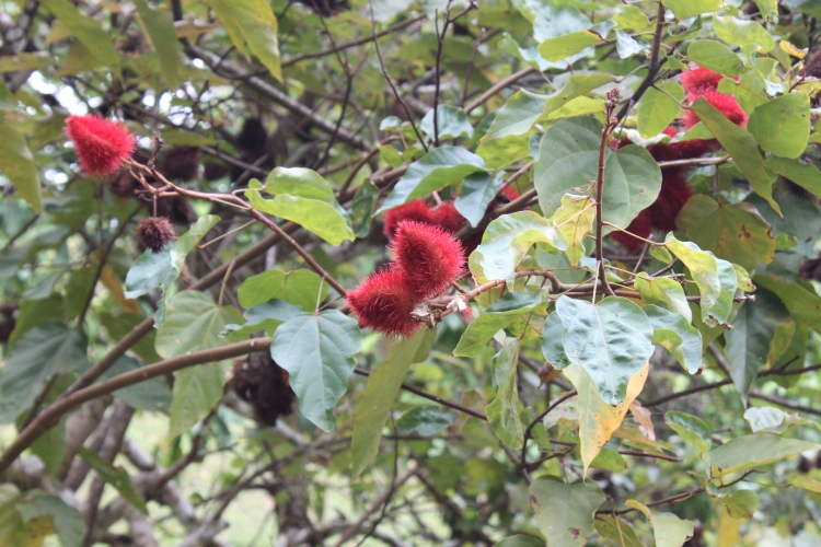 Jardin du Roi - Lipstick Tree