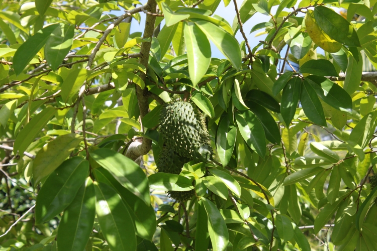 Jardin du Roi - Soursop