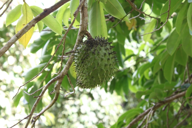 Jardin du Roi - Soursop