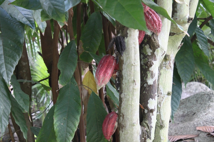 Jardin du Roi - Cacao