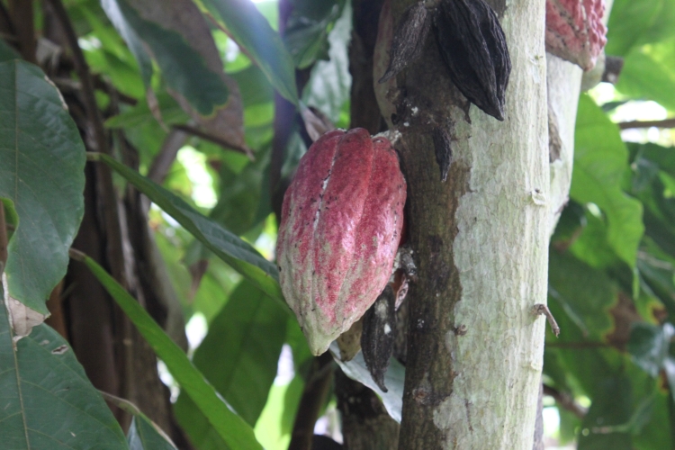 Jardin du Roi - Cacao