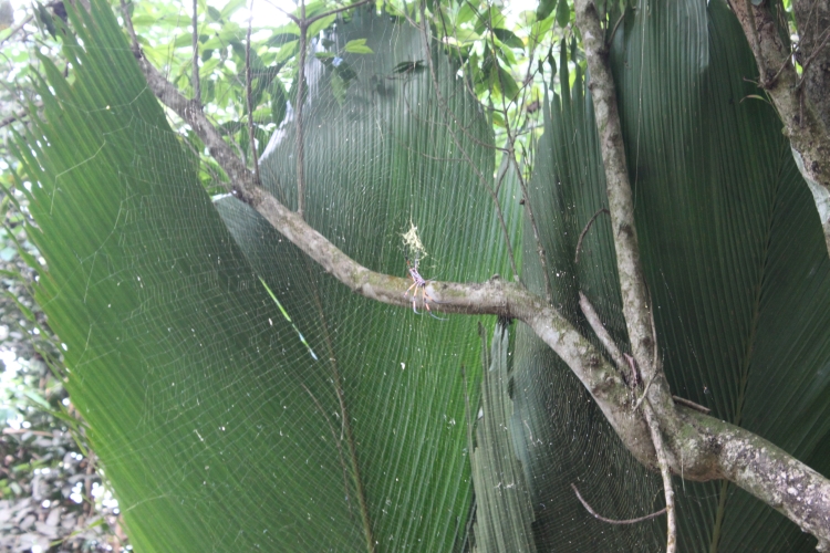 Jardin du Roi - Palm spider