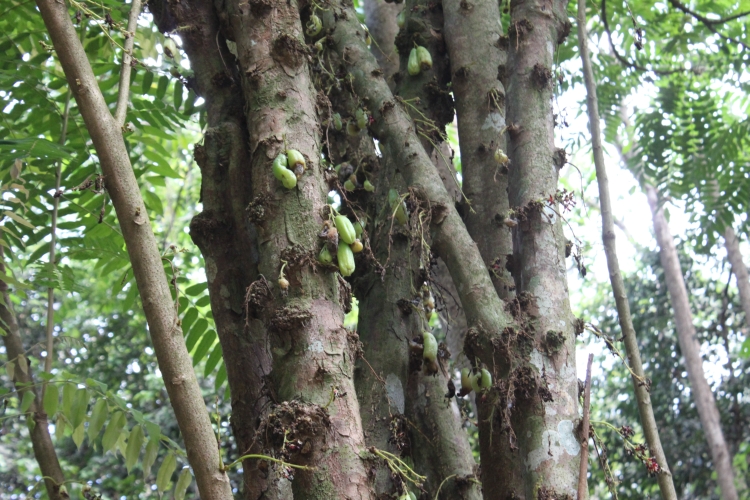 Jardin du Roi - Bilimbi