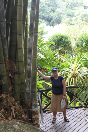 Jardin du Roi - Giant Bamboo