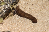 Sunset Beach - Sea cucumber