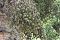 Jardin du Roi - Bottle Palm