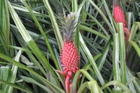 Jardin du Roi - Wild Ananas