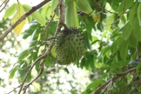 Jardin du Roi - Soursop