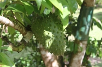 Jardin du Roi - Soursop