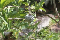 Jardin du Roi - Custard apple