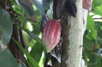 Jardin du Roi - Cacao