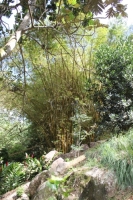 Jardin du Roi - Giant Bamboo