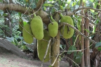 Jardin du Roi - Jackfruit