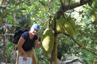 Jardin du Roi - Jackfruit