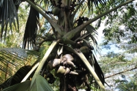 Jardin du Roi - Coco-de-Mer palm tree