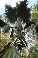 Jardin du Roi - Coco-de-Mer palm tree