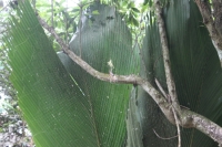 Jardin du Roi - Palm spider