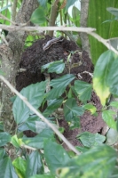 Termite Nest with skink